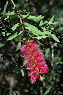 APII jpeg image of Callistemon 'Reeves Pink'  © contact APII