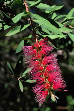 APII jpeg image of Callistemon 'Reeves Pink'  © contact APII