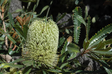 APII jpeg image of Banksia aemula  © contact APII