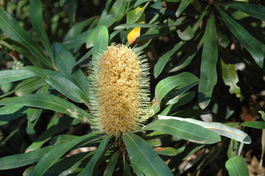 APII jpeg image of Banksia integrifolia subsp. compar  © contact APII