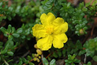 Hibbertia vestita