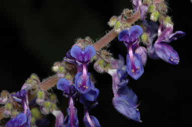 APII jpeg image of Plectranthus diversus  © contact APII