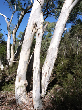 APII jpeg image of Eucalyptus mannifera  © contact APII