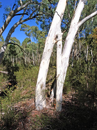 APII jpeg image of Eucalyptus mannifera  © contact APII