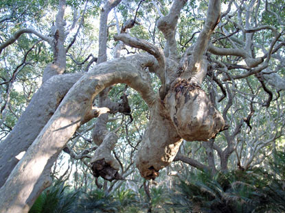 APII jpeg image of Angophora costata  © contact APII