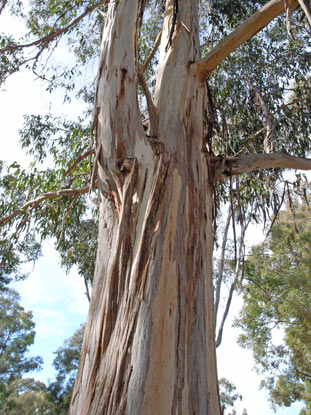 APII jpeg image of Eucalyptus cypellocarpa  © contact APII