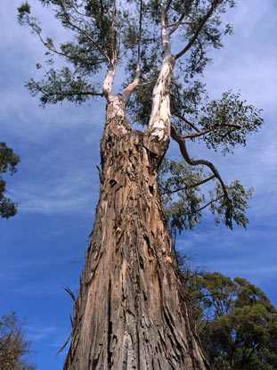 APII jpeg image of Eucalyptus dunnii  © contact APII