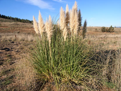 APII jpeg image of Cortaderia selloana  © contact APII