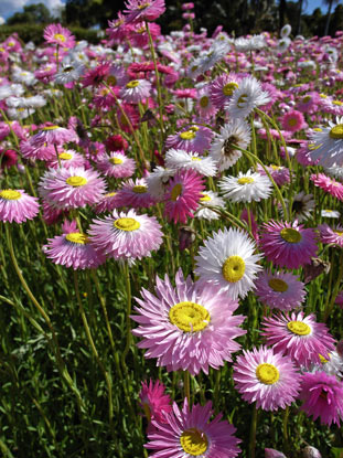 APII jpeg image of Rhodanthe chlorocephala  © contact APII