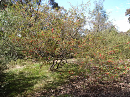 APII jpeg image of Grevillea parvula  © contact APII