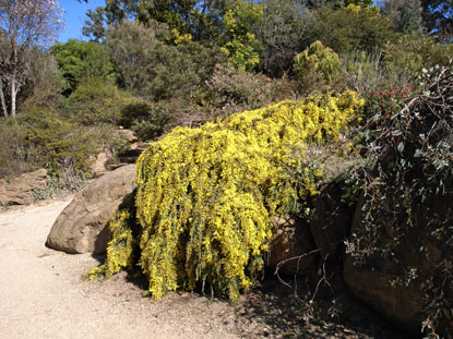 APII jpeg image of Acacia pravissima 'Kuranga Cascade'  © contact APII