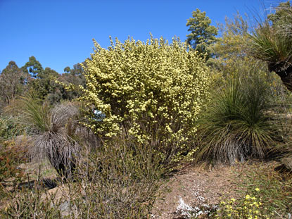 APII jpeg image of Phebalium squamulosum subsp. lineare  © contact APII