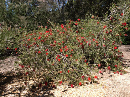 APII jpeg image of Callistemon citrinus  © contact APII