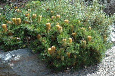 APII jpeg image of Banksia spinulosa 'Birthday Candles'  © contact APII