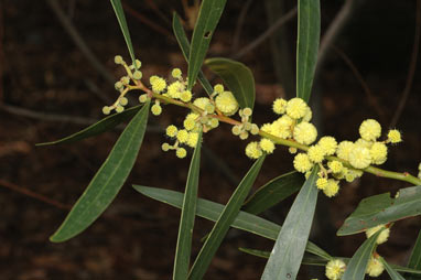 APII jpeg image of Acacia beckleri  © contact APII