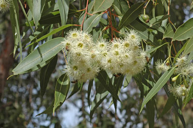 APII jpeg image of Corymbia gummifera  © contact APII