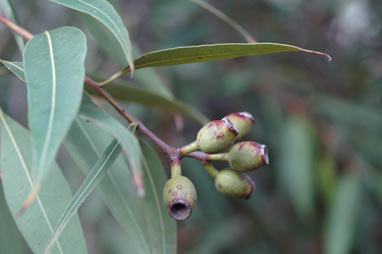 APII jpeg image of Corymbia gummifera  © contact APII