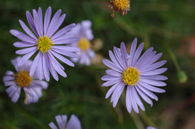 APII jpeg image of Brachyscome multifida 'Roulette'  © contact APII