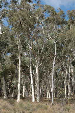 APII jpeg image of Eucalyptus manifera  © contact APII