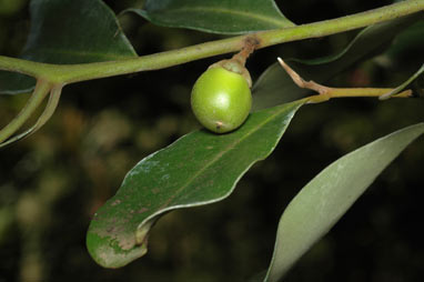 APII jpeg image of Diospyros australis  © contact APII