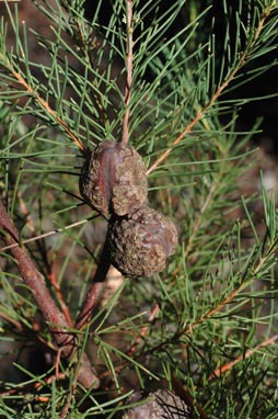 APII jpeg image of Hakea pachyphylla  © contact APII