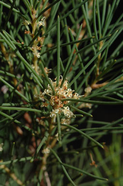 APII jpeg image of Hakea pachyphylla  © contact APII