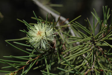 APII jpeg image of Melaleuca nodosa  © contact APII