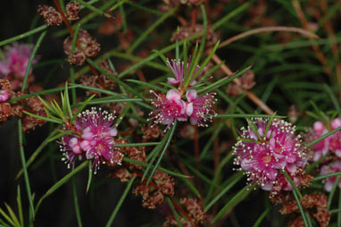 APII jpeg image of Hypocalymma angustifolium subsp. angustifolium  © contact APII