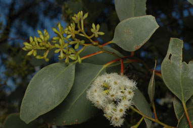 APII jpeg image of Eucalyptus behriana  © contact APII