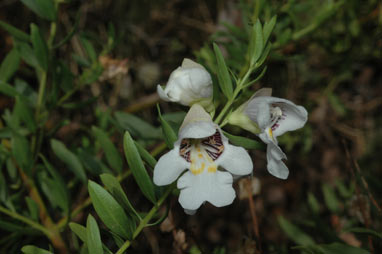 APII jpeg image of Prostanthera striatiflora  © contact APII