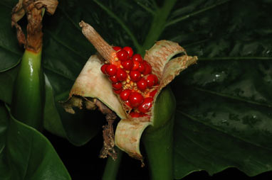 APII jpeg image of Alocasia brisbanensis  © contact APII