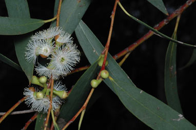 APII jpeg image of Eucalyptus gregsoniana  © contact APII