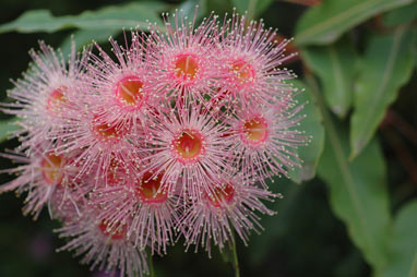 APII jpeg image of Corymbia 'Summer Beauty'  © contact APII