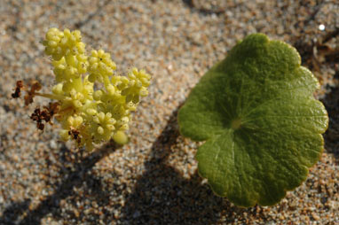 APII jpeg image of Hydrocotyle bonariensis  © contact APII