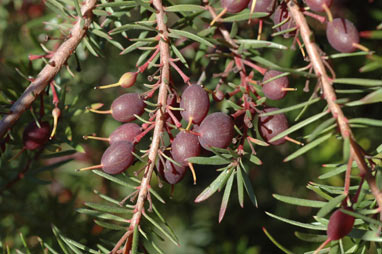 APII jpeg image of Persoonia chamaepeuce  © contact APII