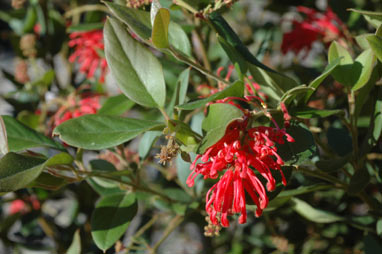 APII jpeg image of Grevillea rhyolitica  © contact APII