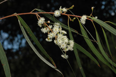 APII jpeg image of Eucalyptus elata  © contact APII