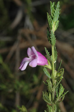 APII jpeg image of Prostanthera cryptandroides subsp. cryptandroides  © contact APII