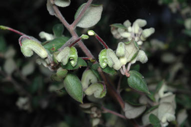 APII jpeg image of Grevillea mucronulata  © contact APII