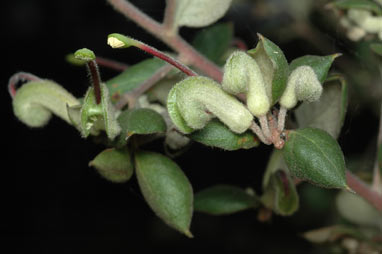 APII jpeg image of Grevillea mucronulata  © contact APII