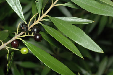 APII jpeg image of Olea europaea subsp. cuspidata  © contact APII