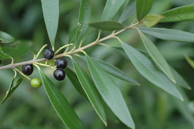 APII jpeg image of Olea europaea subsp. cuspidata  © contact APII