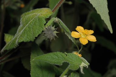 APII jpeg image of Abutilon oxycarpum  © contact APII