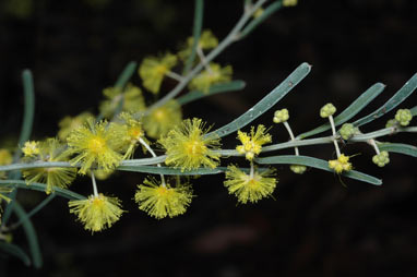 APII jpeg image of Acacia flexifolia  © contact APII