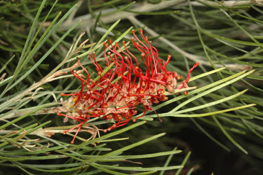 APII jpeg image of Grevillea tetragonoloba  © contact APII