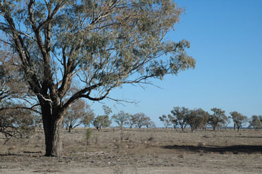 APII jpeg image of Eucalyptus coolabah  © contact APII