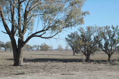 APII jpeg image of Eucalyptus coolabah  © contact APII