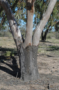 APII jpeg image of Eucalyptus thozetiana  © contact APII