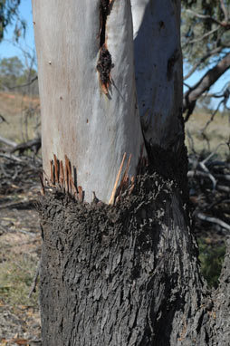 APII jpeg image of Eucalyptus thozetiana  © contact APII