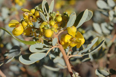 APII jpeg image of Senna artemisioides subsp. oligophylla  © contact APII